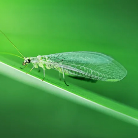 蔬菜害虫绿色防控技术方案